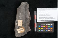 Foto (Objekt + Etikett) von Equisetum ungeri Ettingshausen (NHMW-GEO-2024-0188-10561)